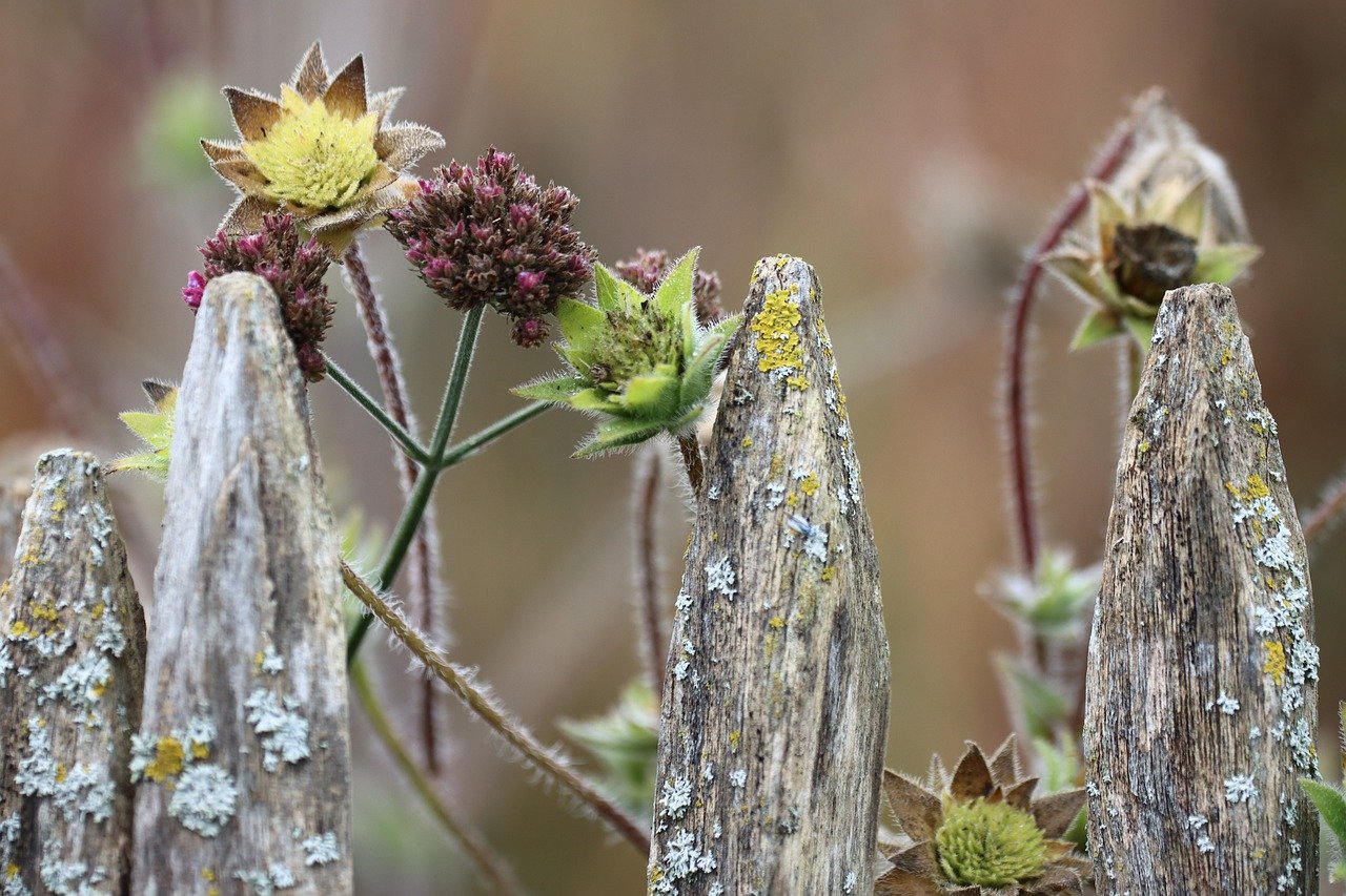 How to Plant and Care for a Cutting Garden